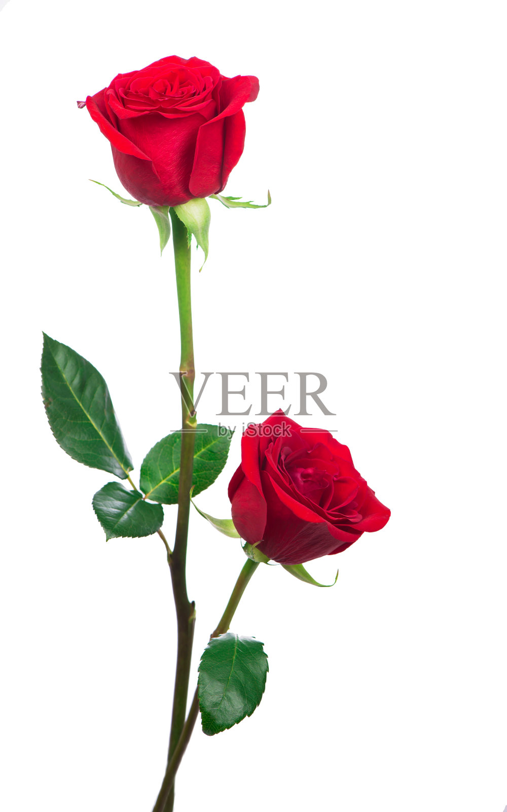 白底上的几朵红玫瑰照片摄影图片