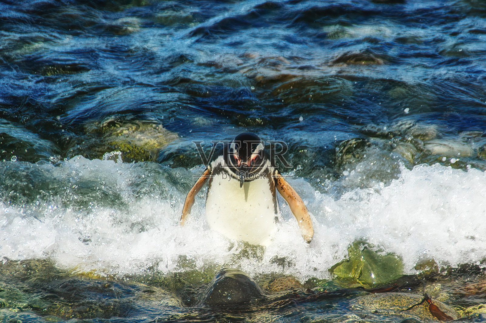 在智利麦哲伦海峡Magdalena岛上的麦哲伦企鹅。照片摄影图片