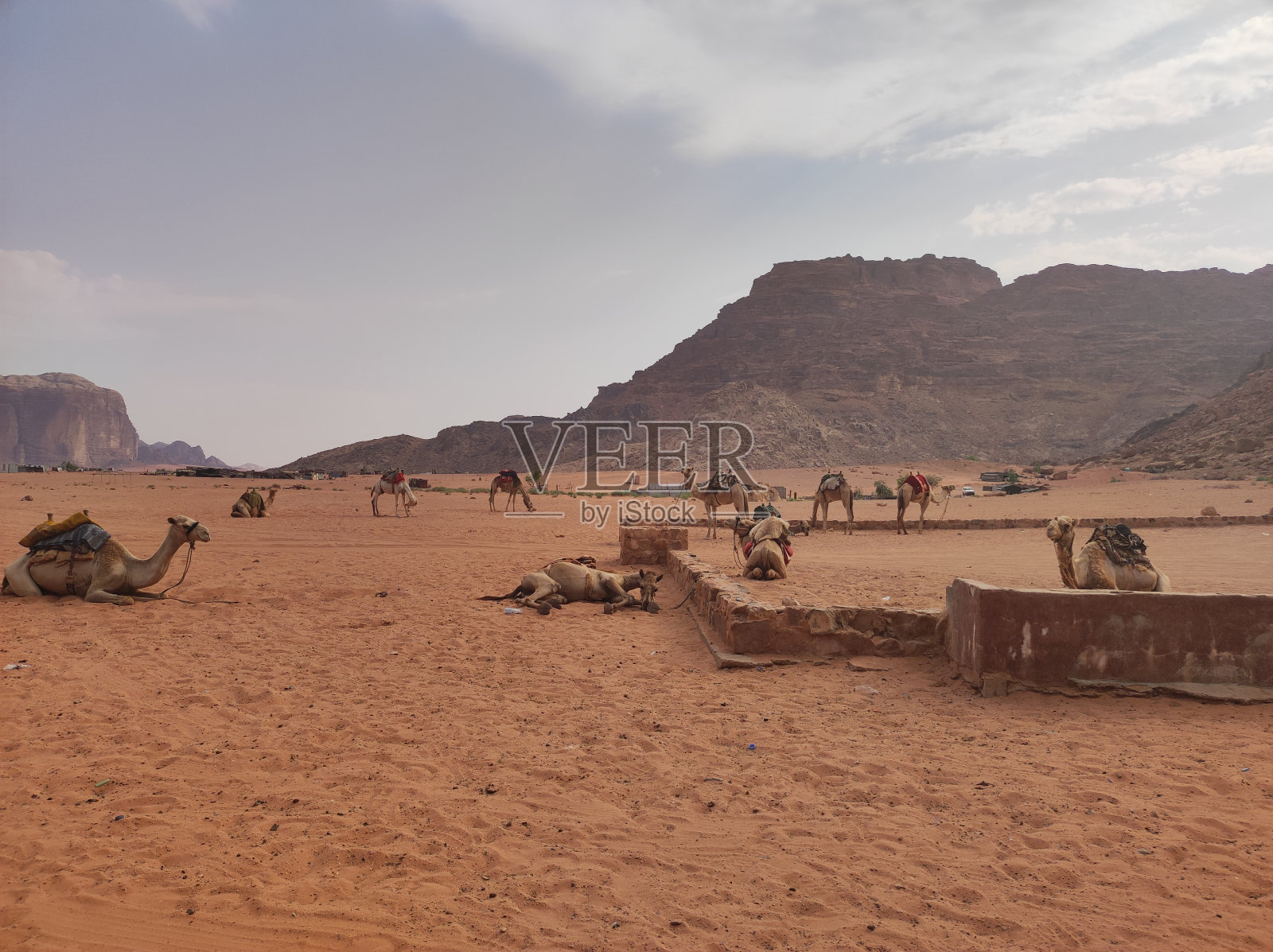约旦瓦迪拉姆沙漠中的骆驼照片摄影图片
