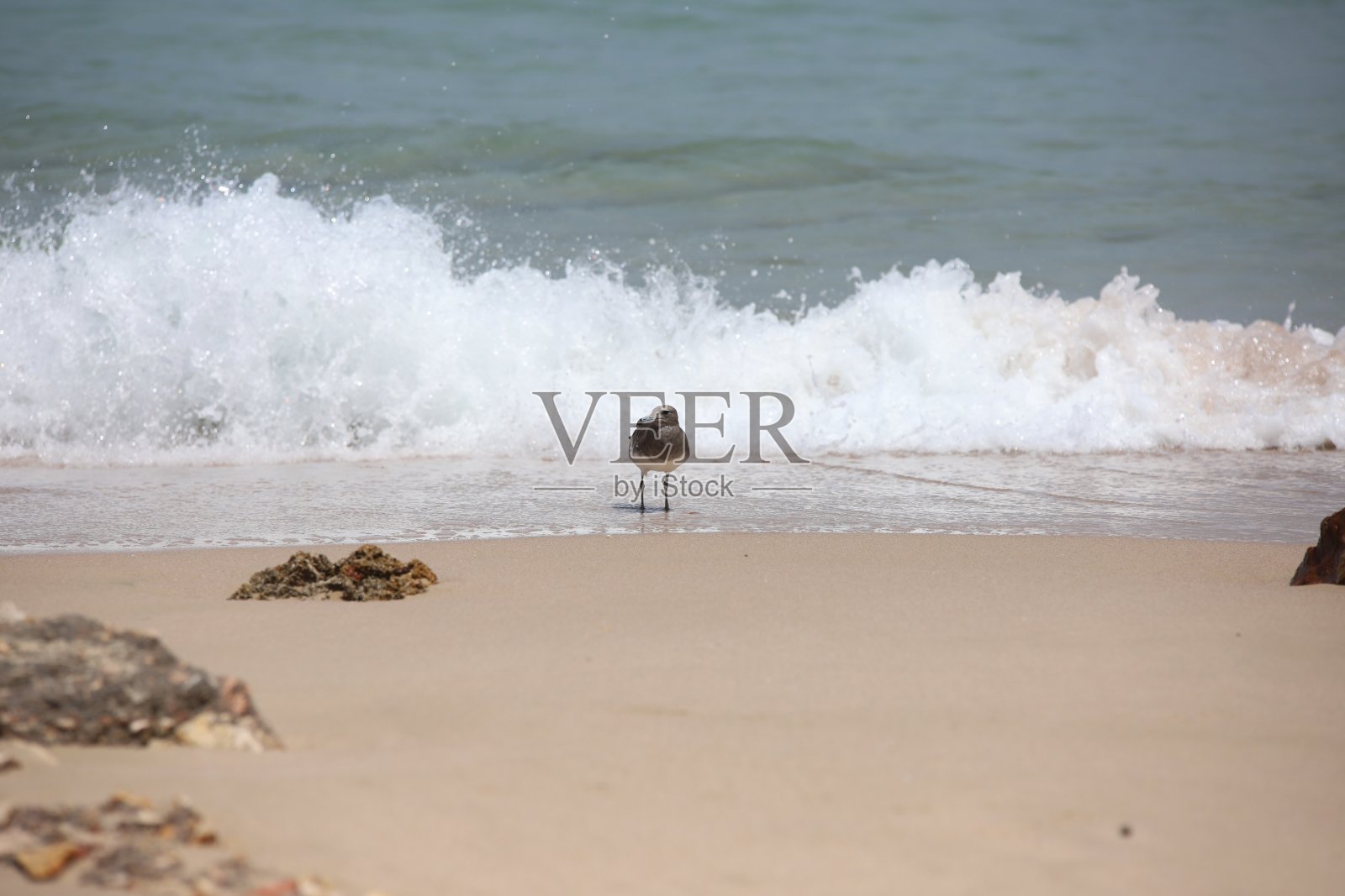 阿曼的海鸥照片摄影图片