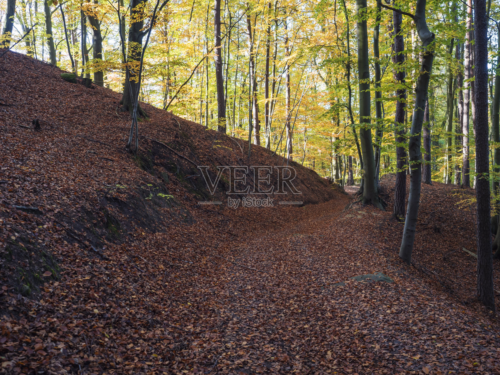 步道在五彩缤纷的秋天落叶山毛榉树和云杉林地面覆盖着落叶，阳光明媚照片摄影图片