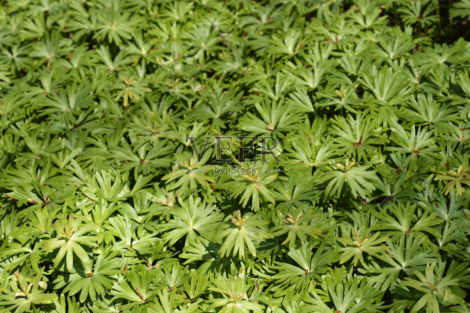 冬天乌头照片摄影图片