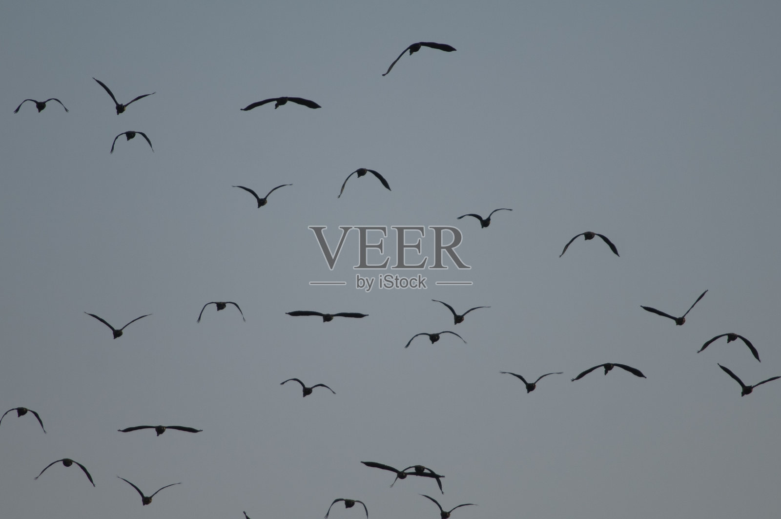 白脸呼啸的鸭子在飞翔。照片摄影图片