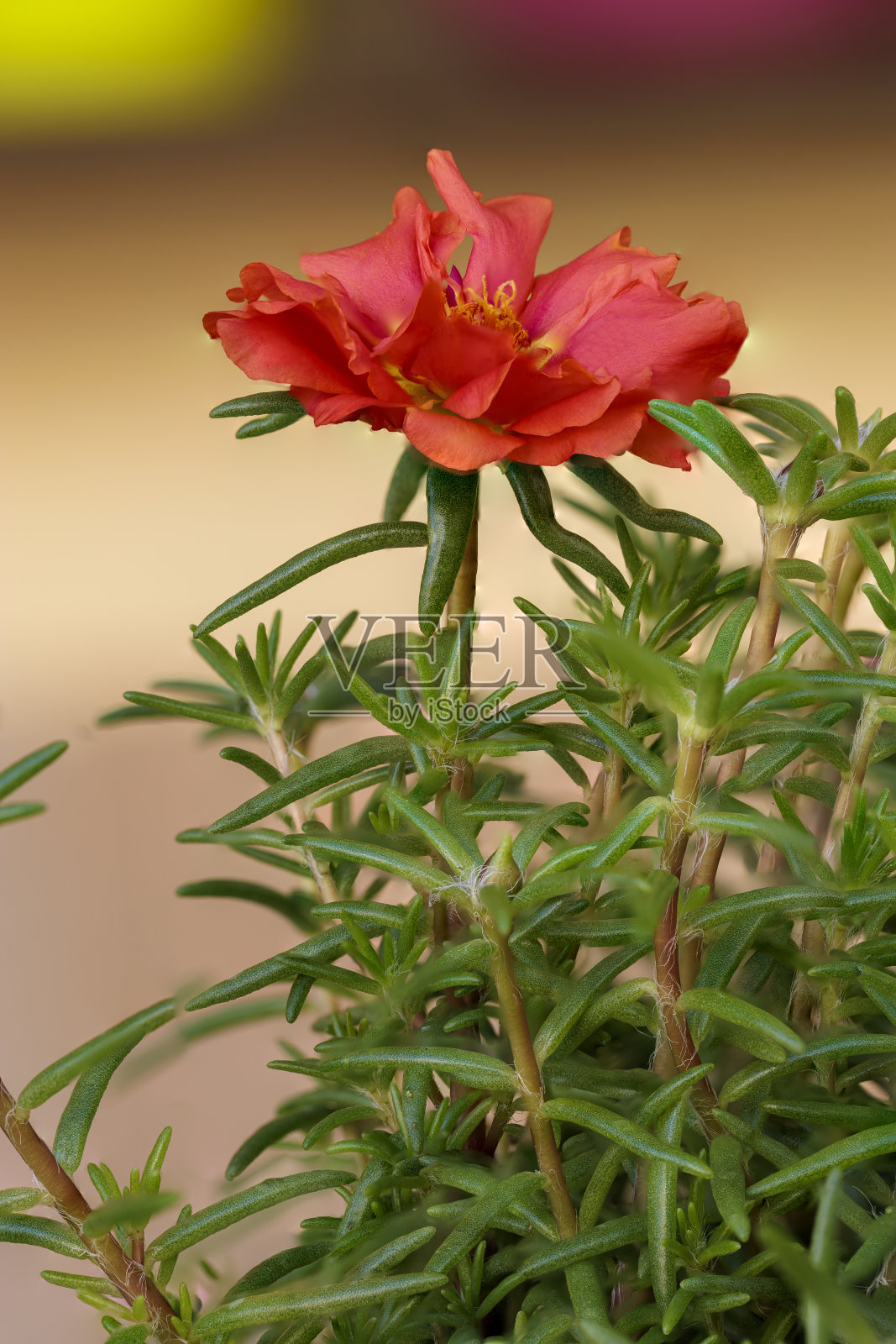 微距照片美丽的花朵与模糊照片摄影图片