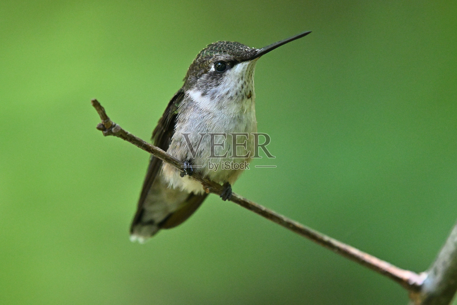 红宝石喉蜂鸟，雄性幼鸟照片摄影图片