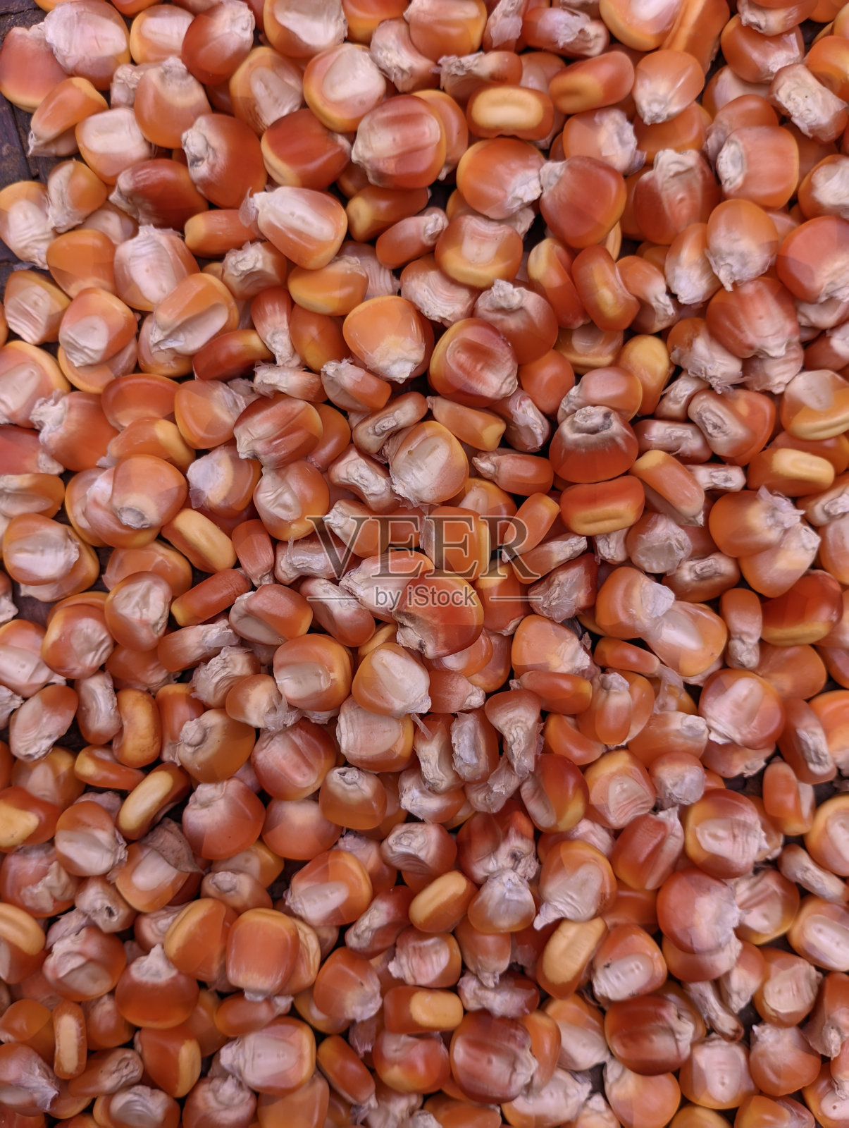 干燥玉米粒照片摄影图片