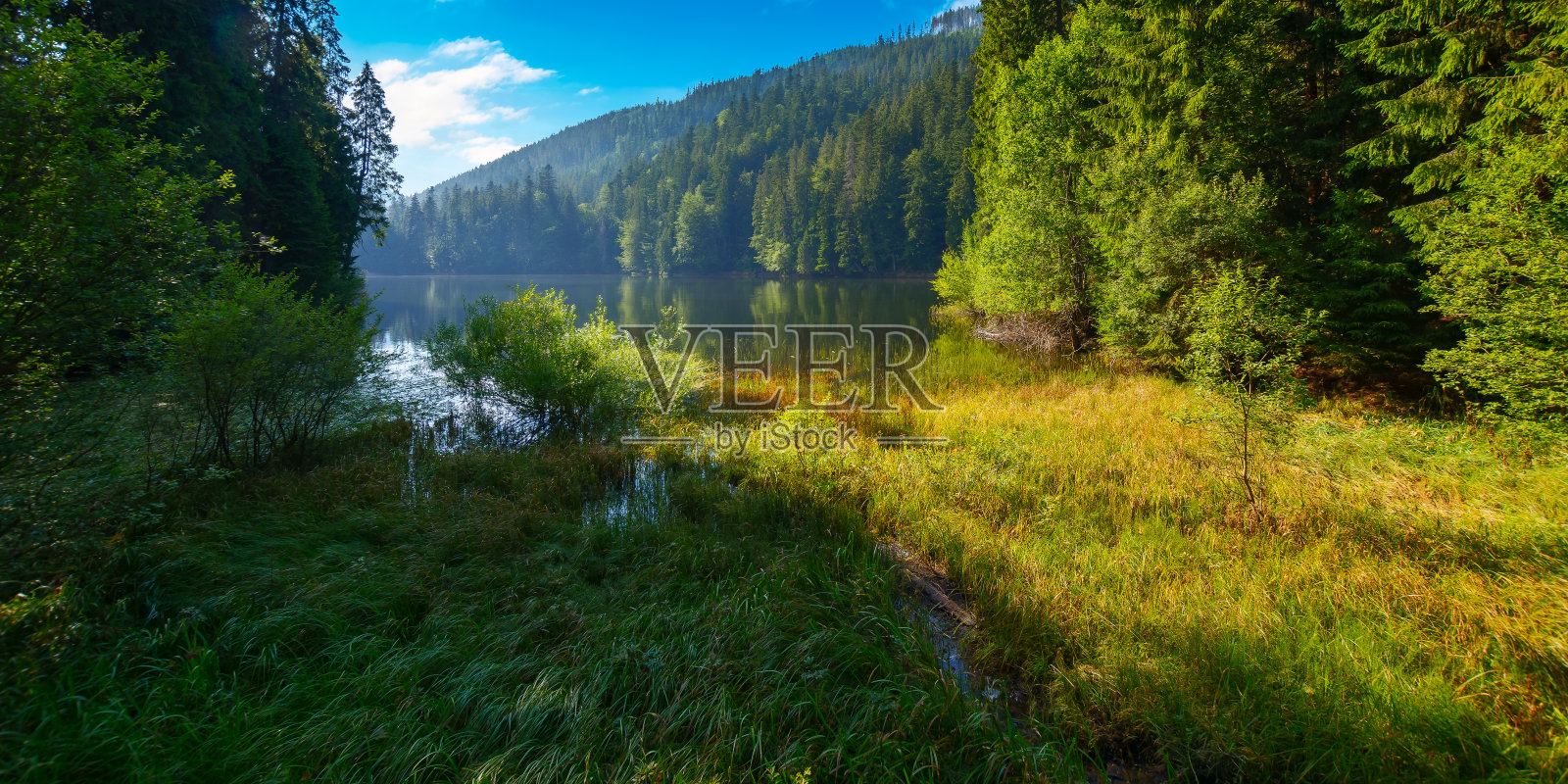 针叶林间的野生湖泊照片摄影图片