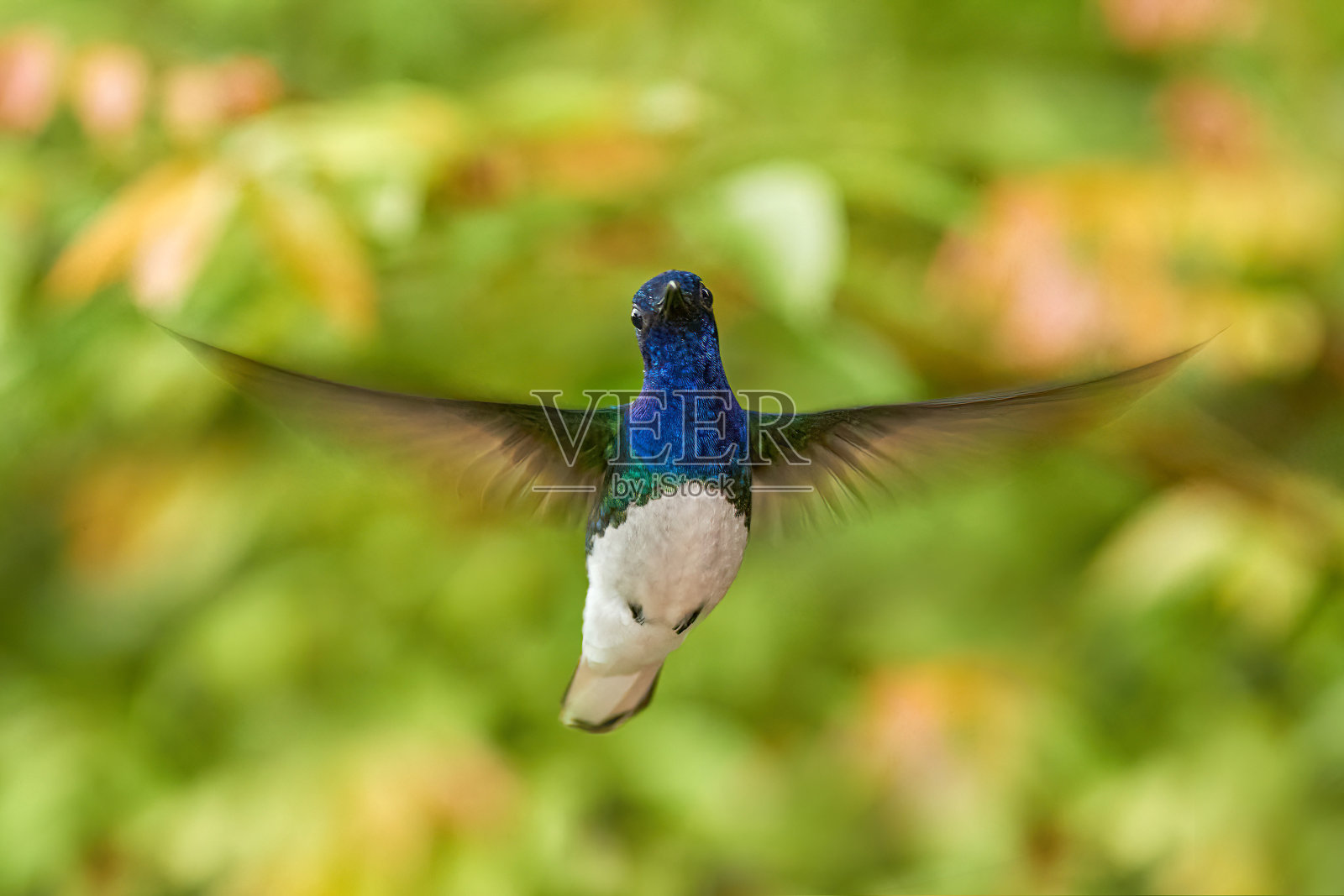 野生动物哥斯达黎加。白脖子的雅各宾，弗洛里苏加mellivora，蓝色和白色的小鸟蜂鸟在美丽的橙色花旁边飞行，绿色和橙色的森林背景，哥斯达黎加照片摄影图片