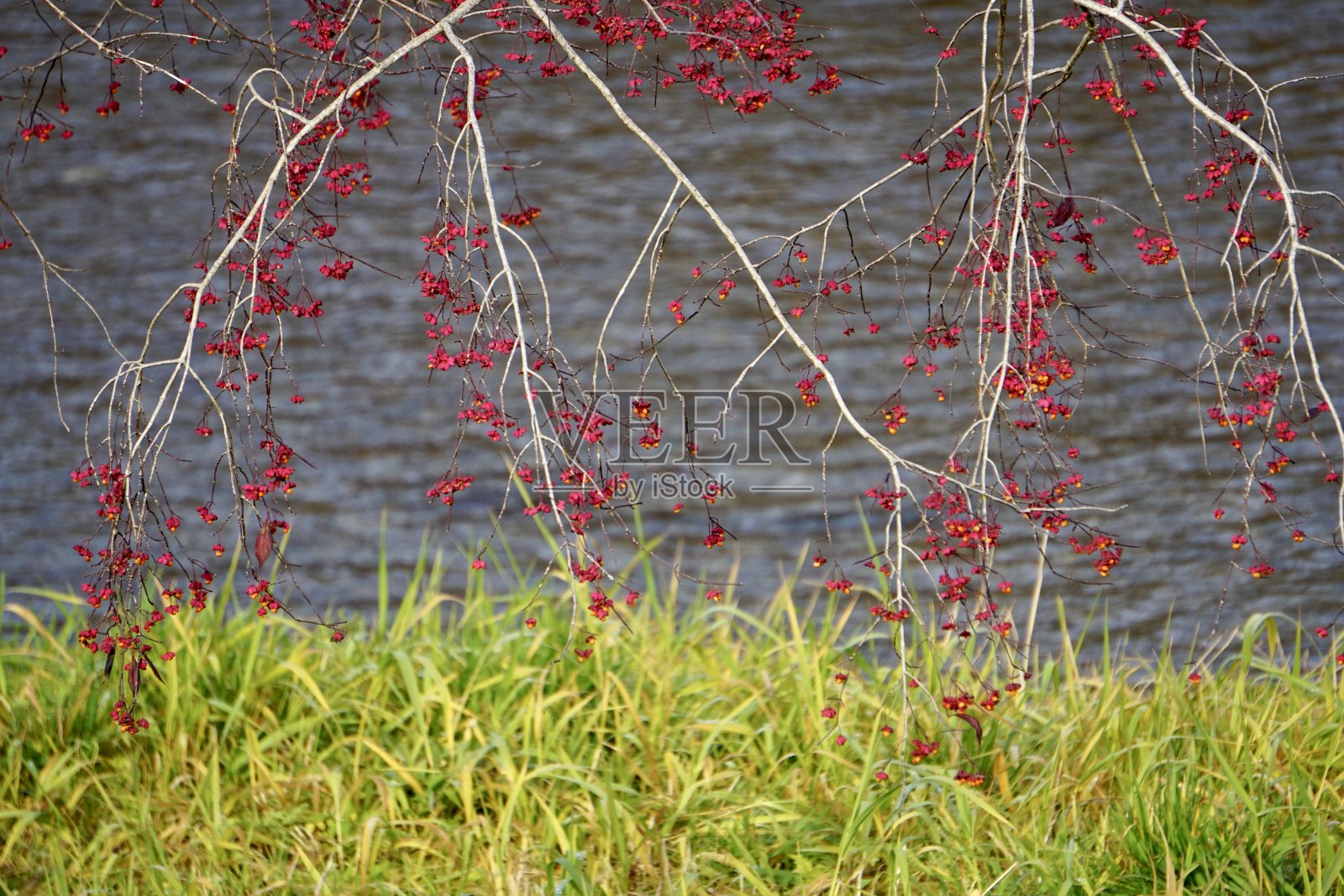 欧卫矛，纺锤，欧洲纺锤，或普通纺锤，是塞拉科开花植物的一种，原产于欧洲大部分地区。照片摄影图片