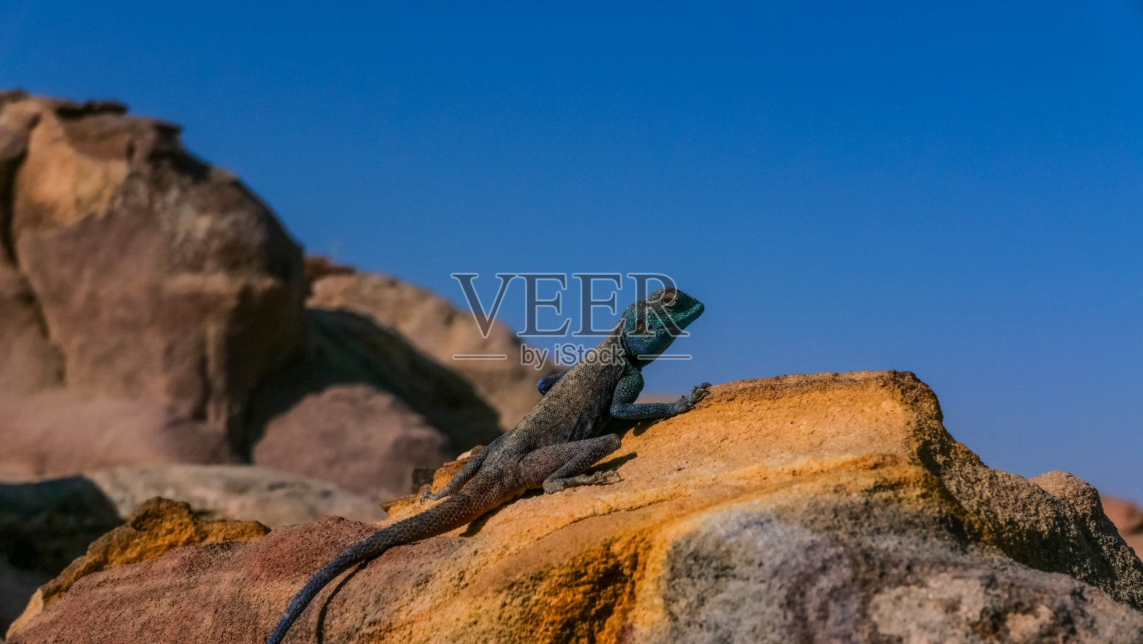 岩石上的蜥蜴特写照片摄影图片