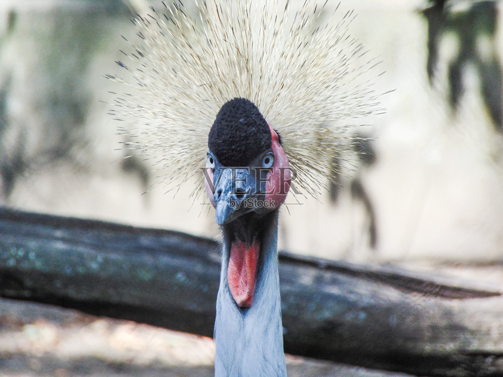 动物园里的灰冠鹤照片摄影图片