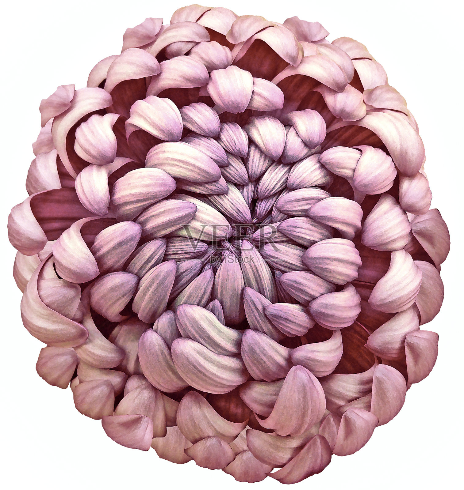 花粉红菊花。孤立在白色背景上的花。剪切路径没有阴影。特写镜头。大自然。照片摄影图片