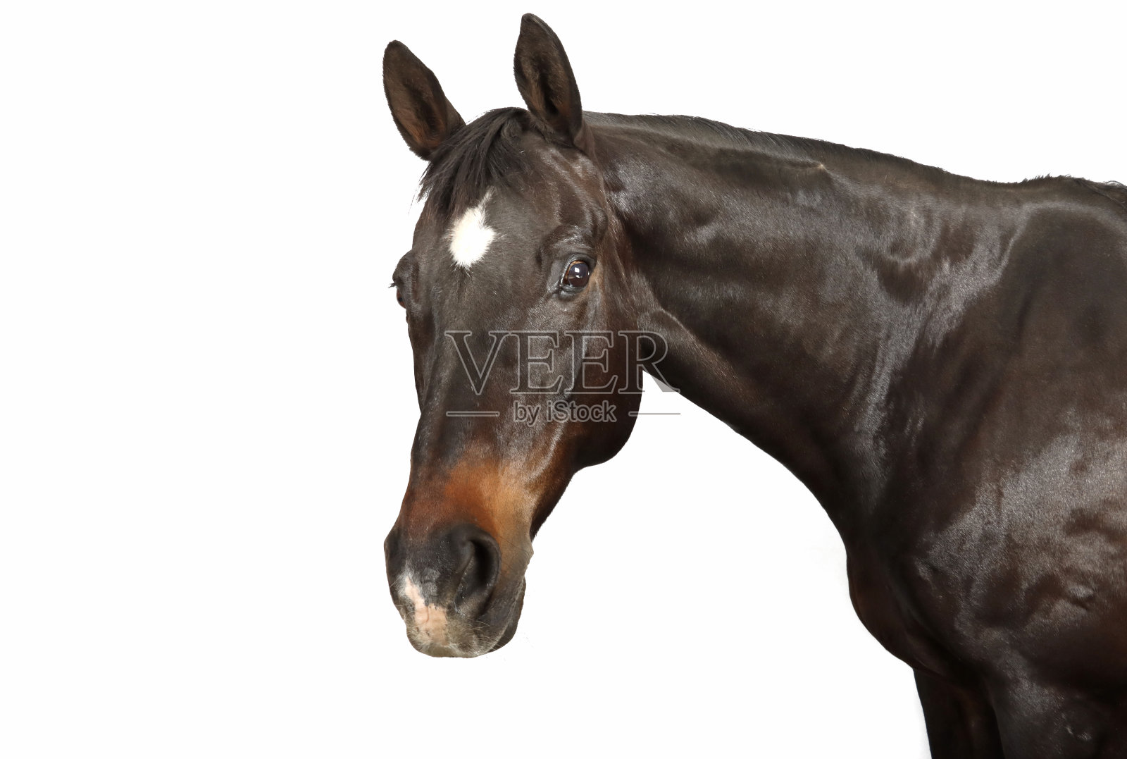 马的画像照片摄影图片