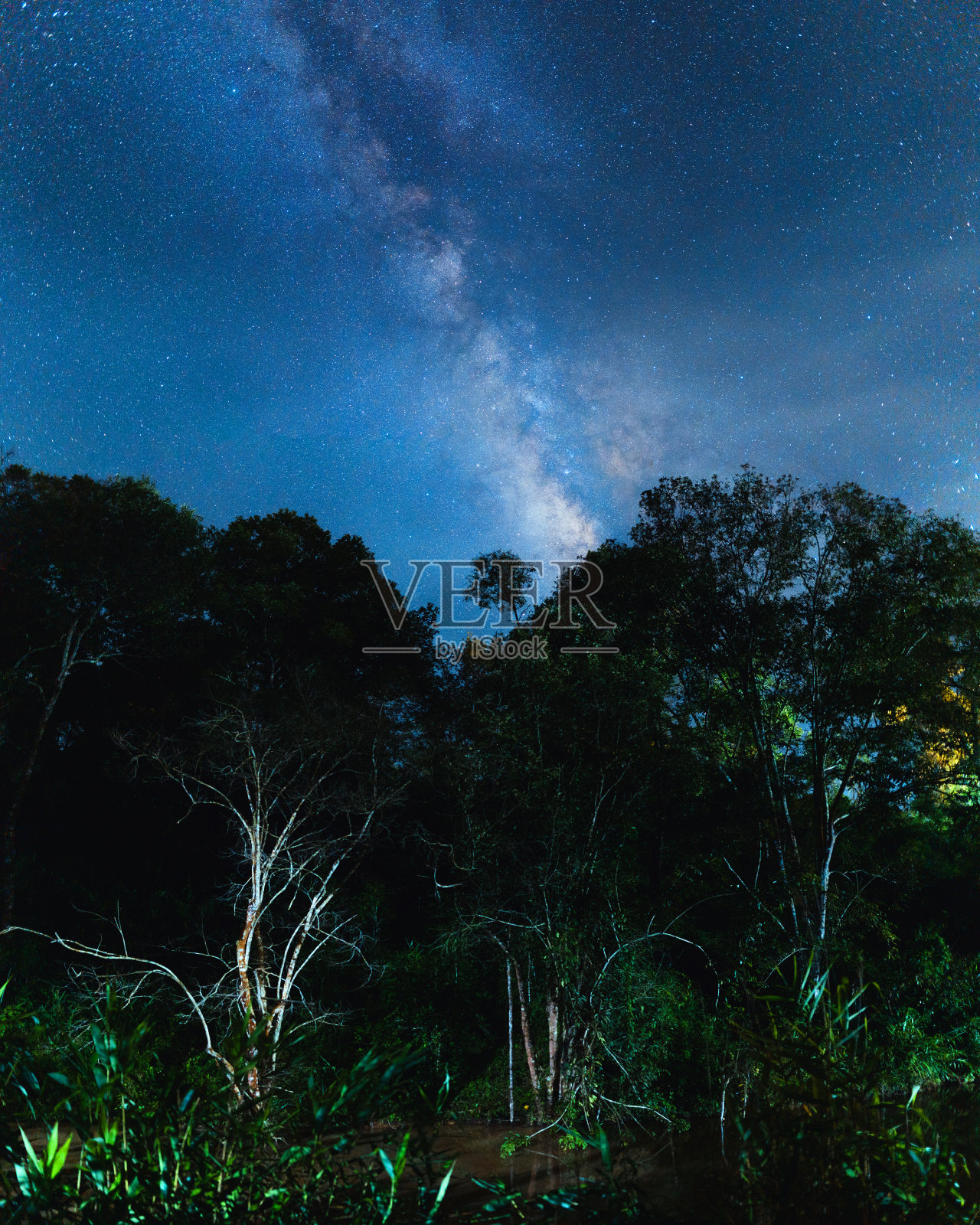 夜景银河背景，树木对天空在晚上照片摄影图片