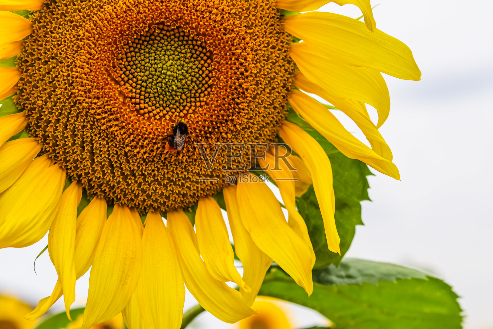 黄色向日葵花心上有大黄蜂特写照片摄影图片