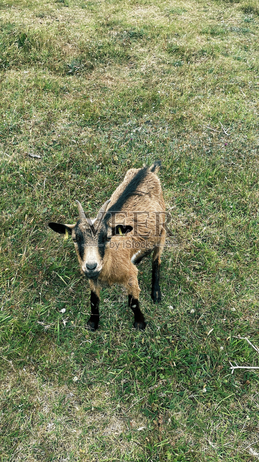 动物照片摄影图片