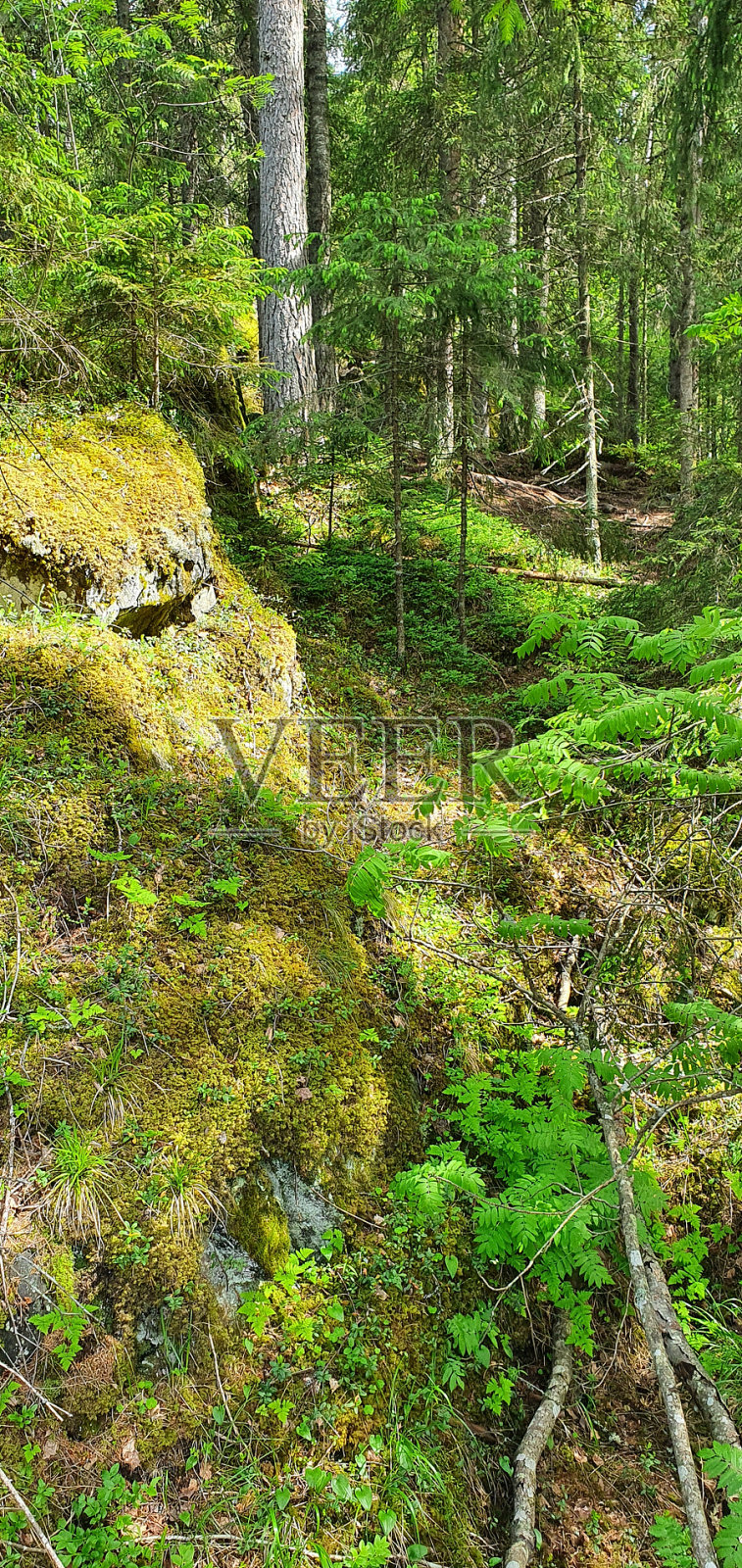 国家公园照片摄影图片