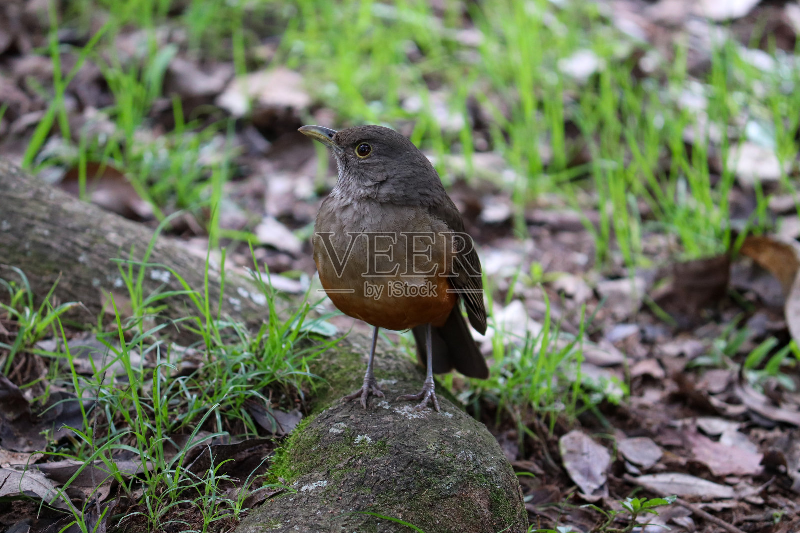 一张在巴西南大港阿雷格里发现的红腹鸫的照片。照片摄影图片