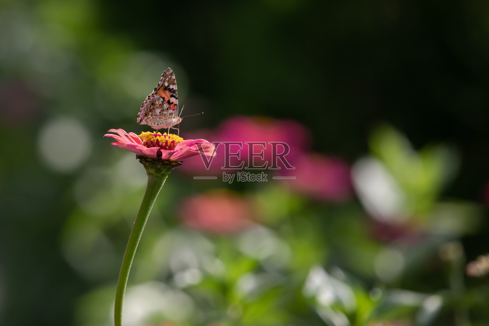 孔雀眼向日葵蝴蝶在盛开的紫菀照片摄影图片