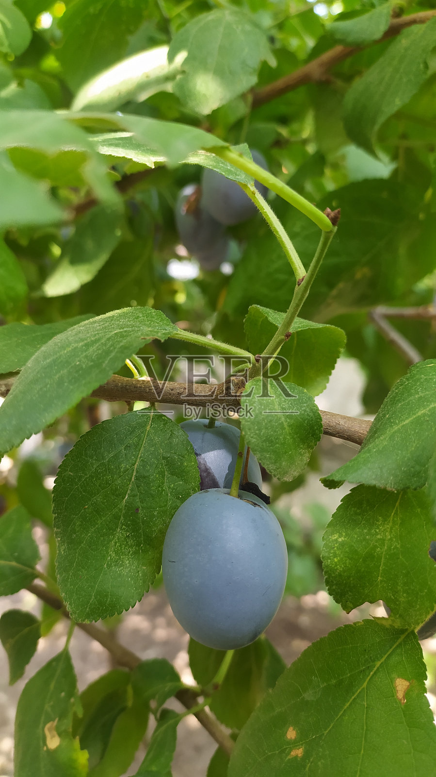 苹果、李子、葡萄、黑莓和番茄照片摄影图片