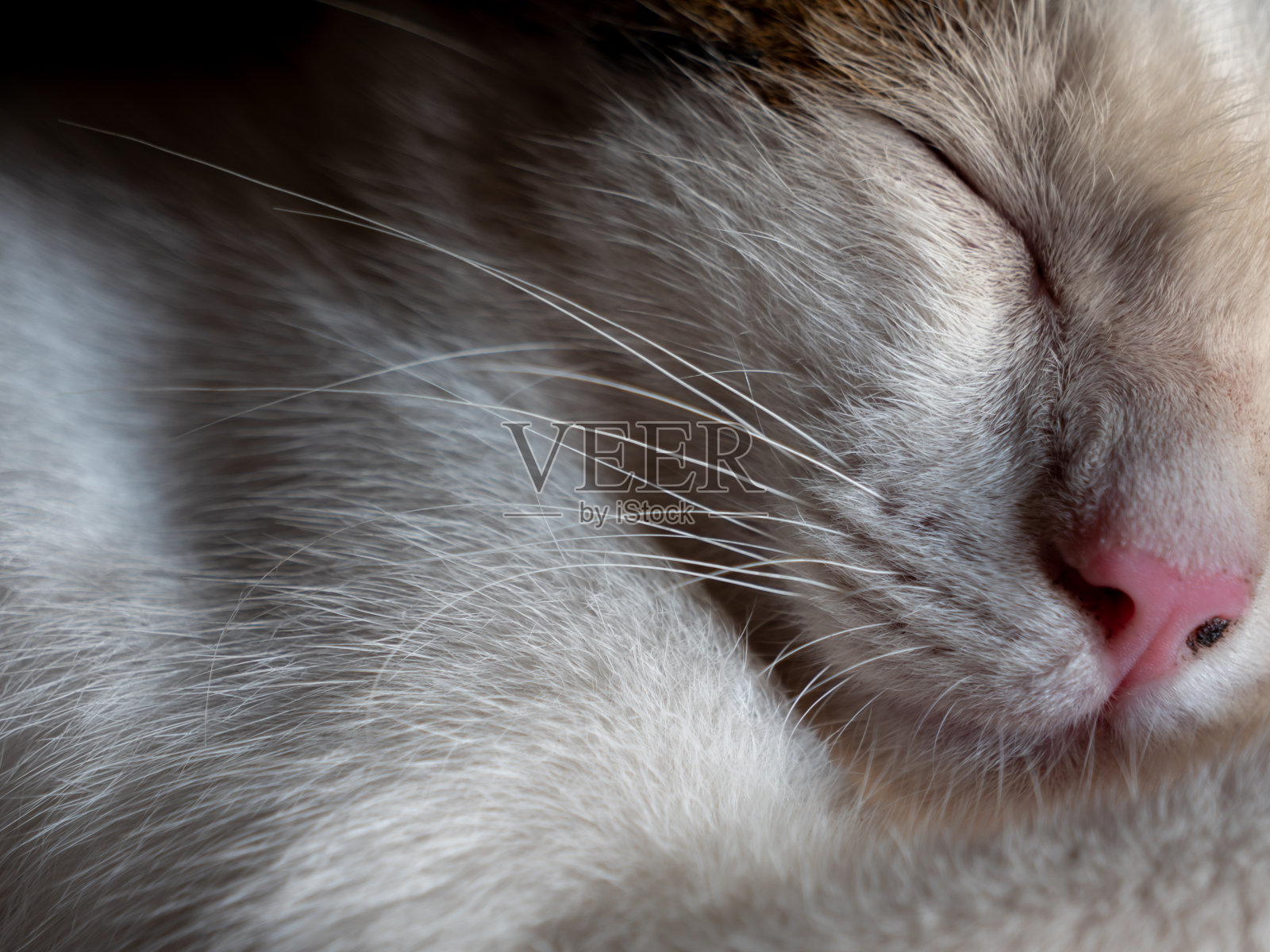 白猫有长胡须照片摄影图片