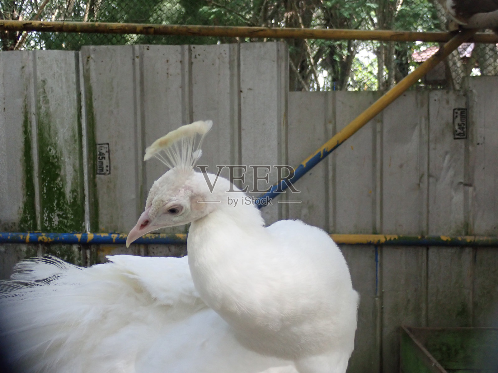 动物园里的白孔雀(pavo cristatus)是一种白化孔雀，包括一种罕见的孔雀。成年雄鸟体型庞大，身长可达230厘米，尾盖很长。头上有一个冠。照片摄影图片