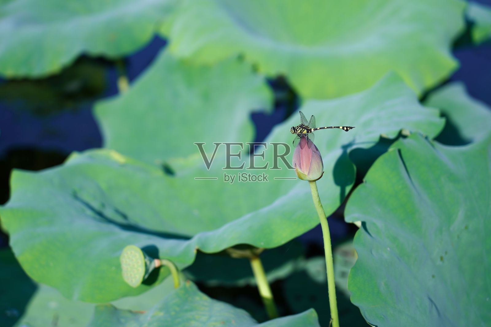 蜻蜓坐在莲蓬花蕾上，莲蓬和其他植物一起生长照片摄影图片