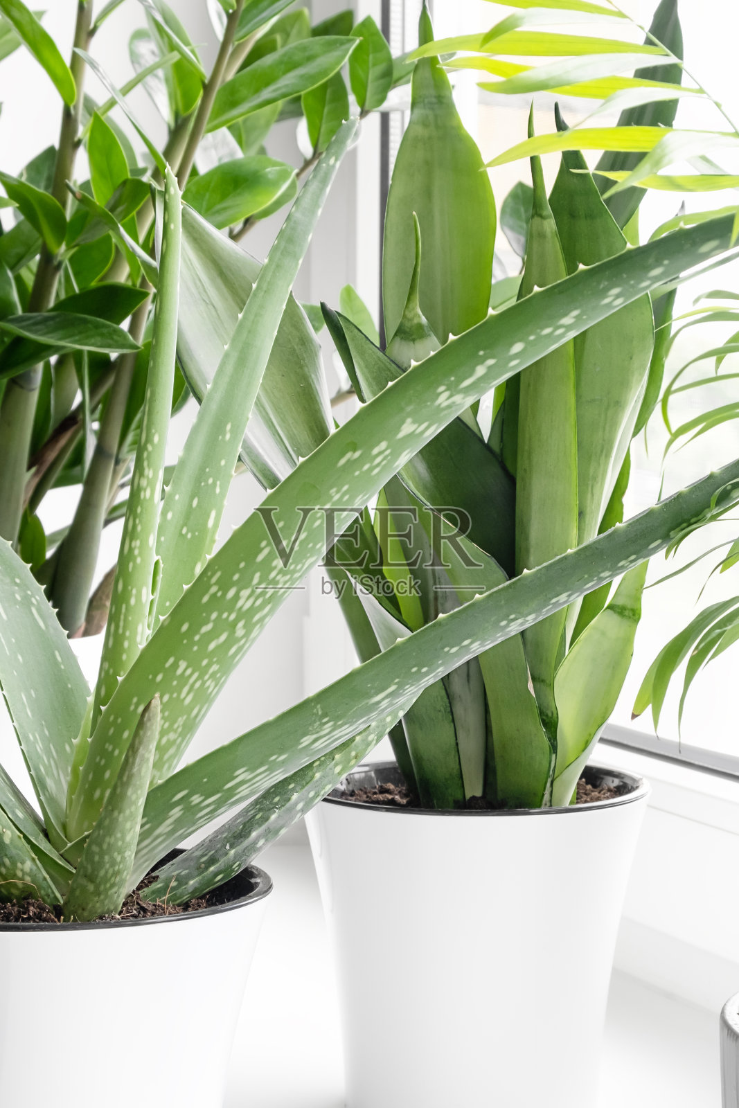 窗台上不同花盆里的家庭植物:多肉植物、山参、芦荟、zamiokulkas、hamedorea或槟榔棕榈。居家植物护理理念。现代室内的室内植物。照片摄影图片