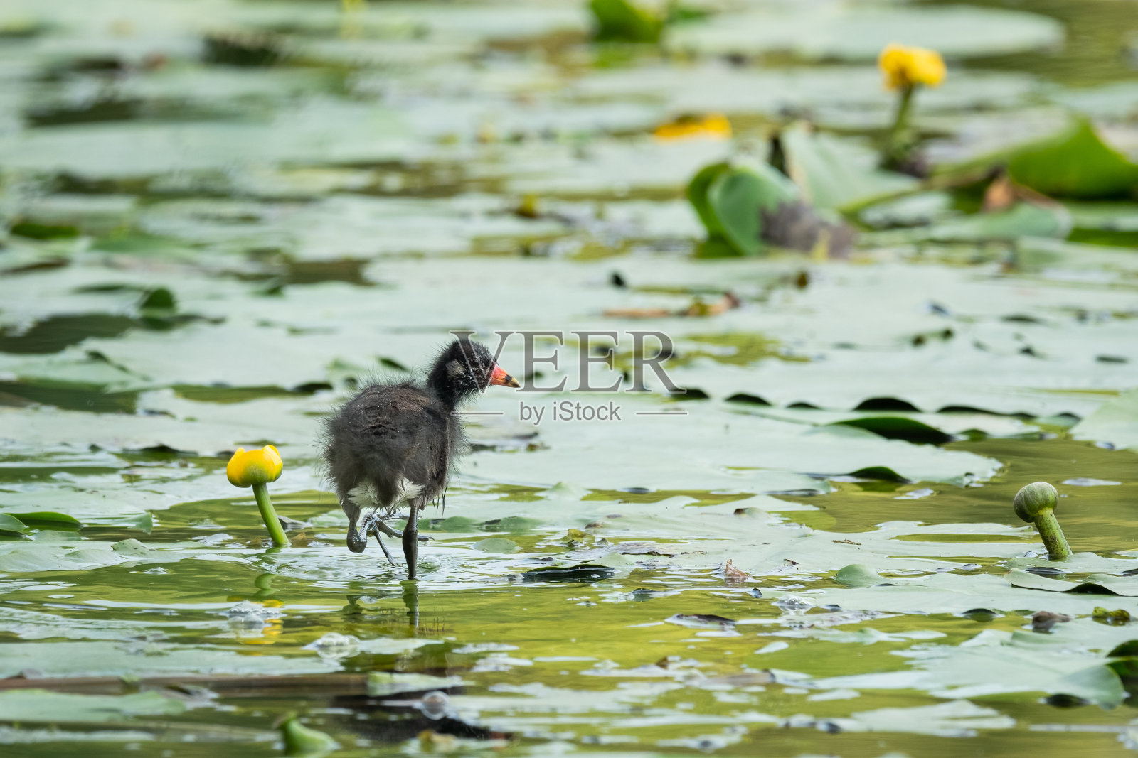 一只寻找食物的普通小moorhen照片摄影图片