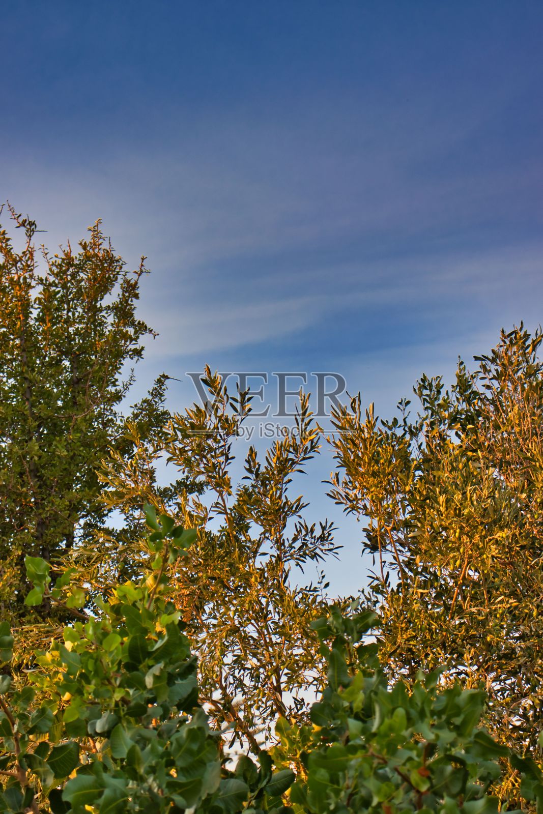 令人惊叹的树林和天空照片摄影图片