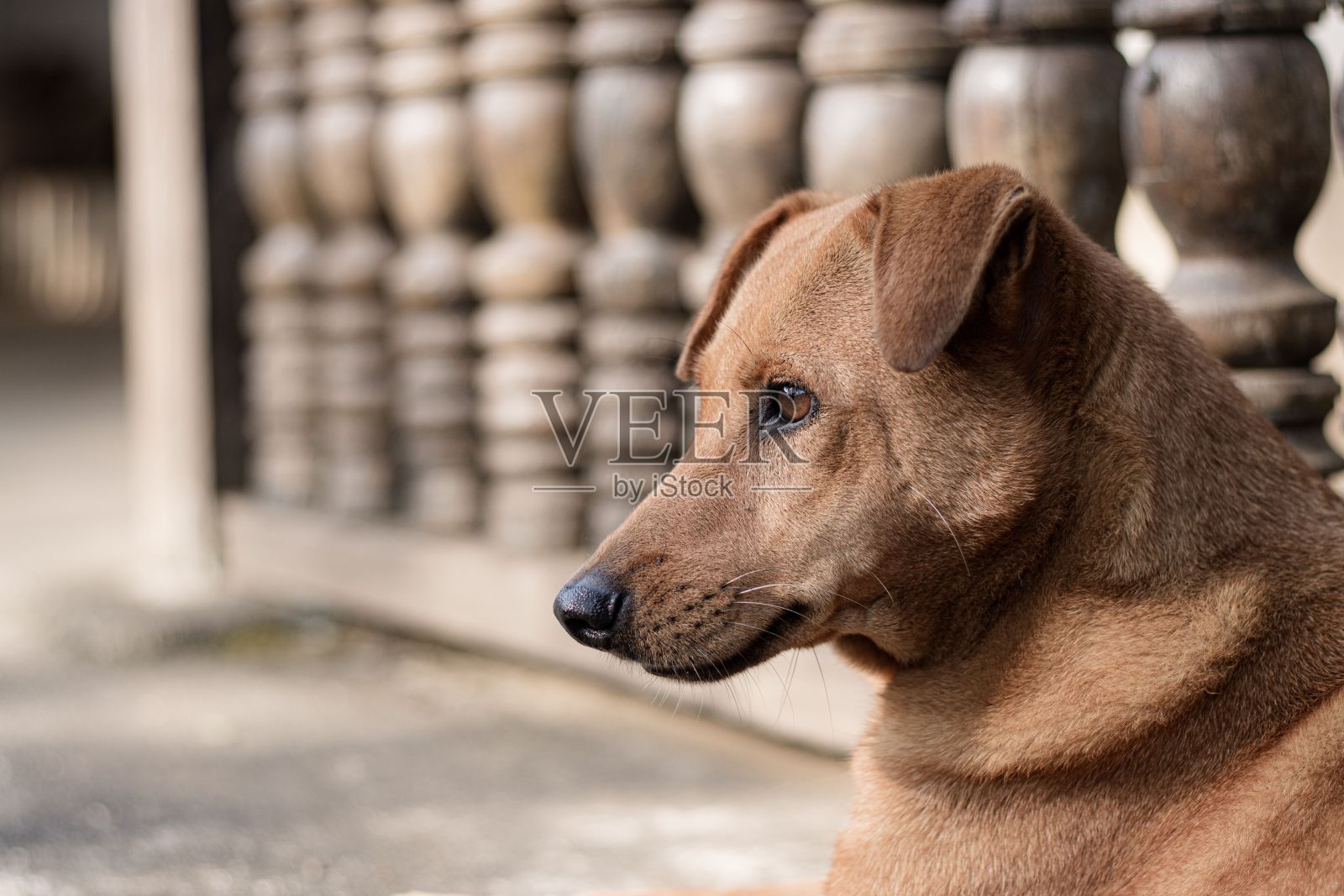 一只流浪狗在外面休息照片摄影图片