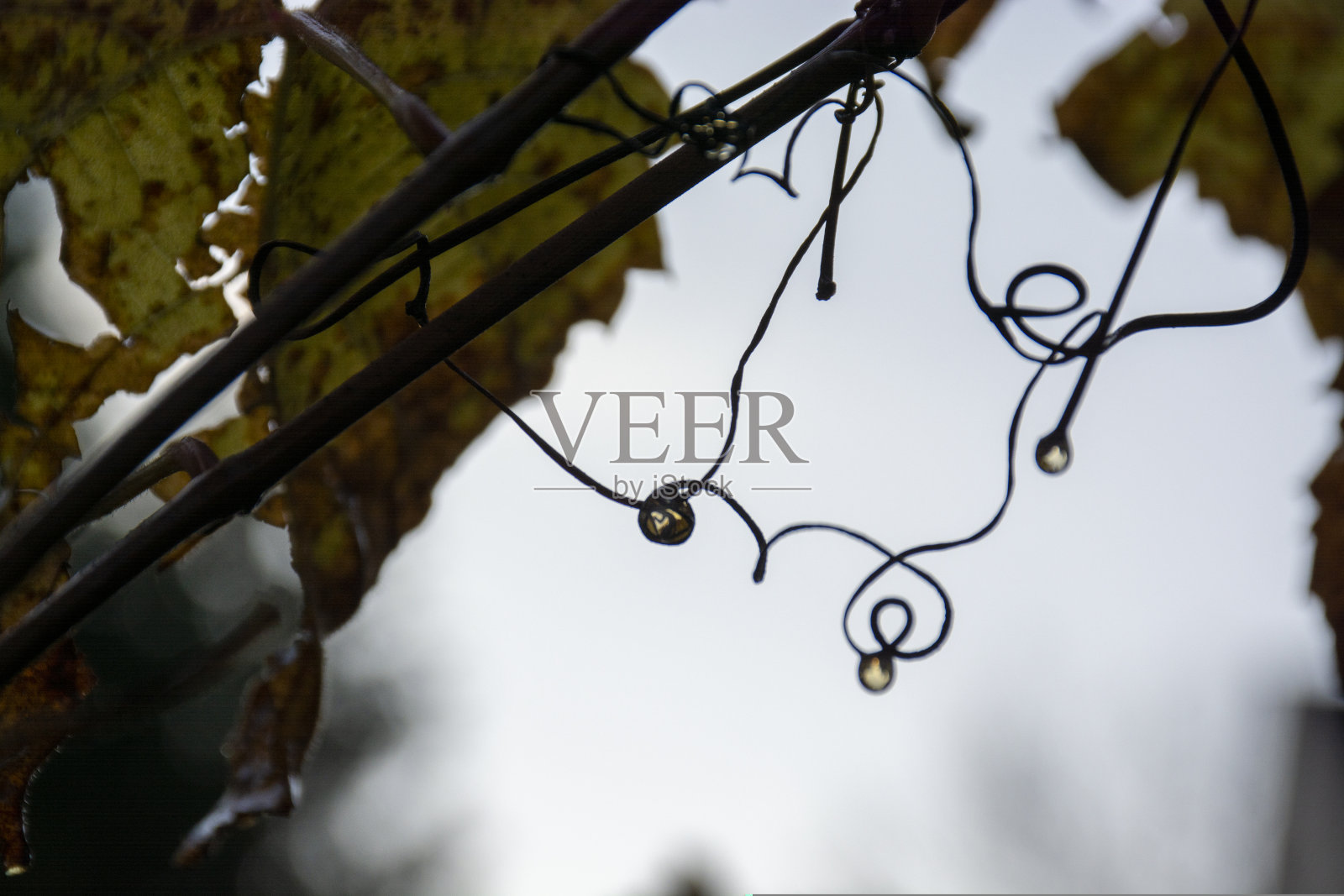 戏剧性的天空点缀着一些绿色潮湿的秋叶照片摄影图片