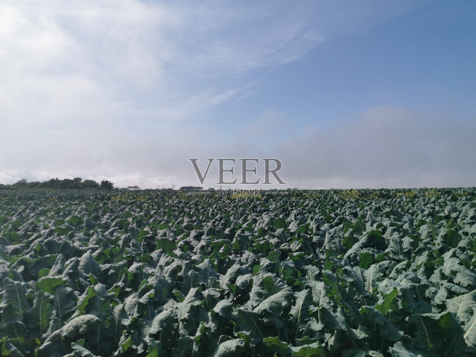 卷心菜大田作物照片摄影图片