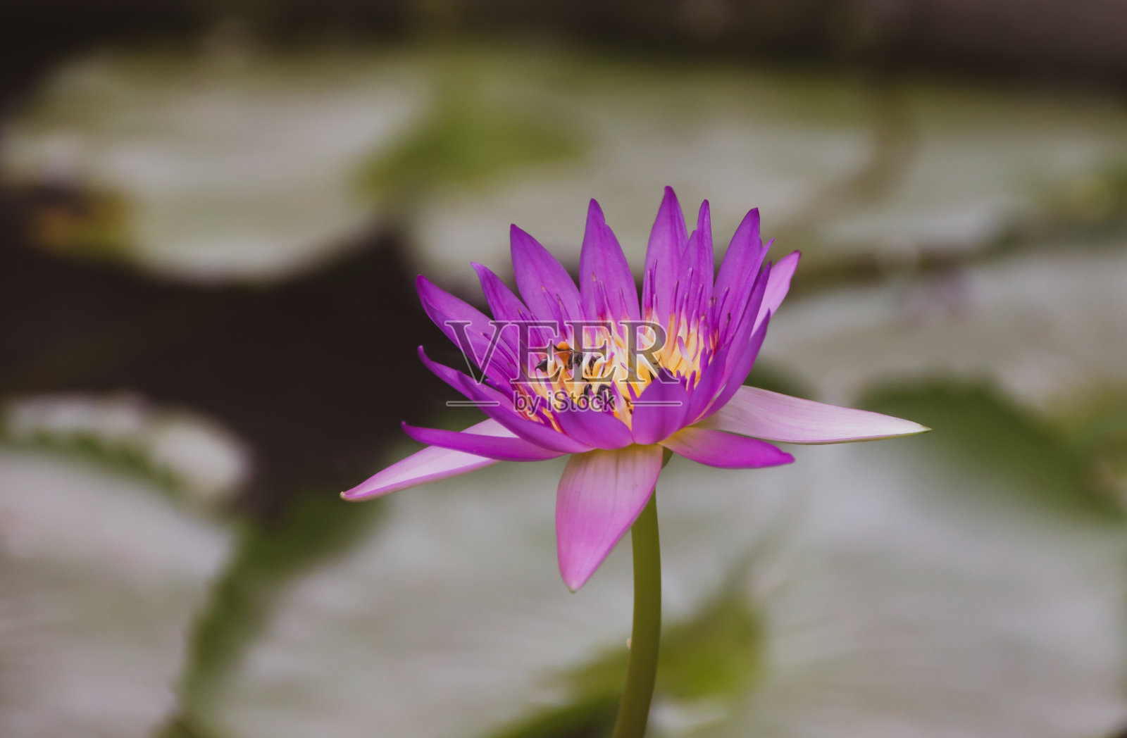 荷花在沼泽里开，蜜蜂在蜜蜂照片摄影图片