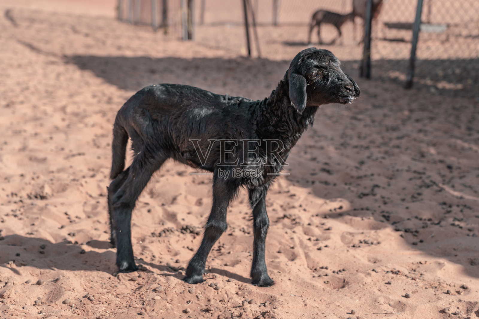 阿曼的山羊照片摄影图片