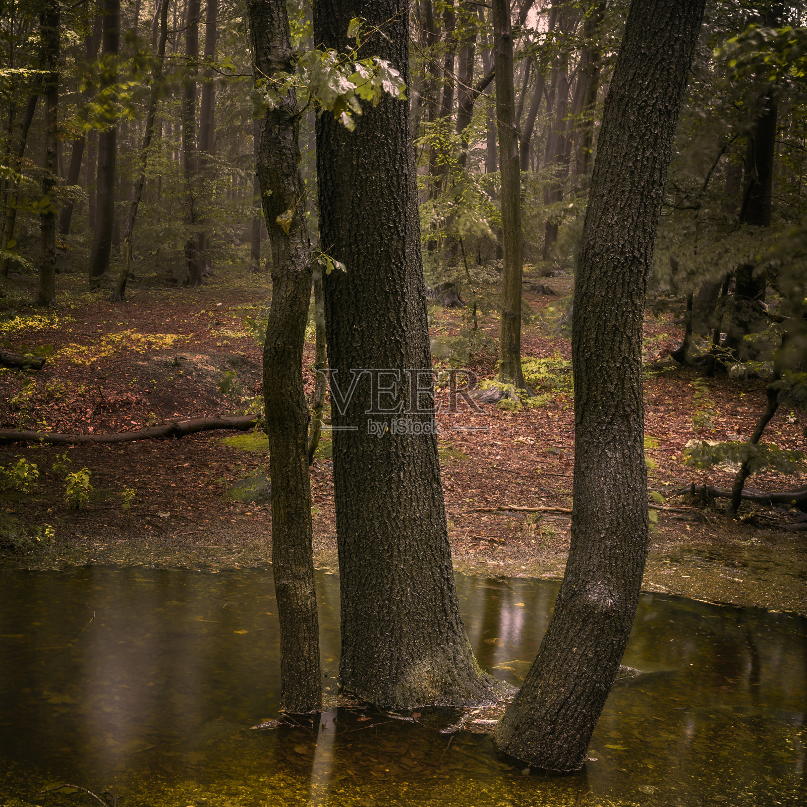 森林降雨后照片摄影图片