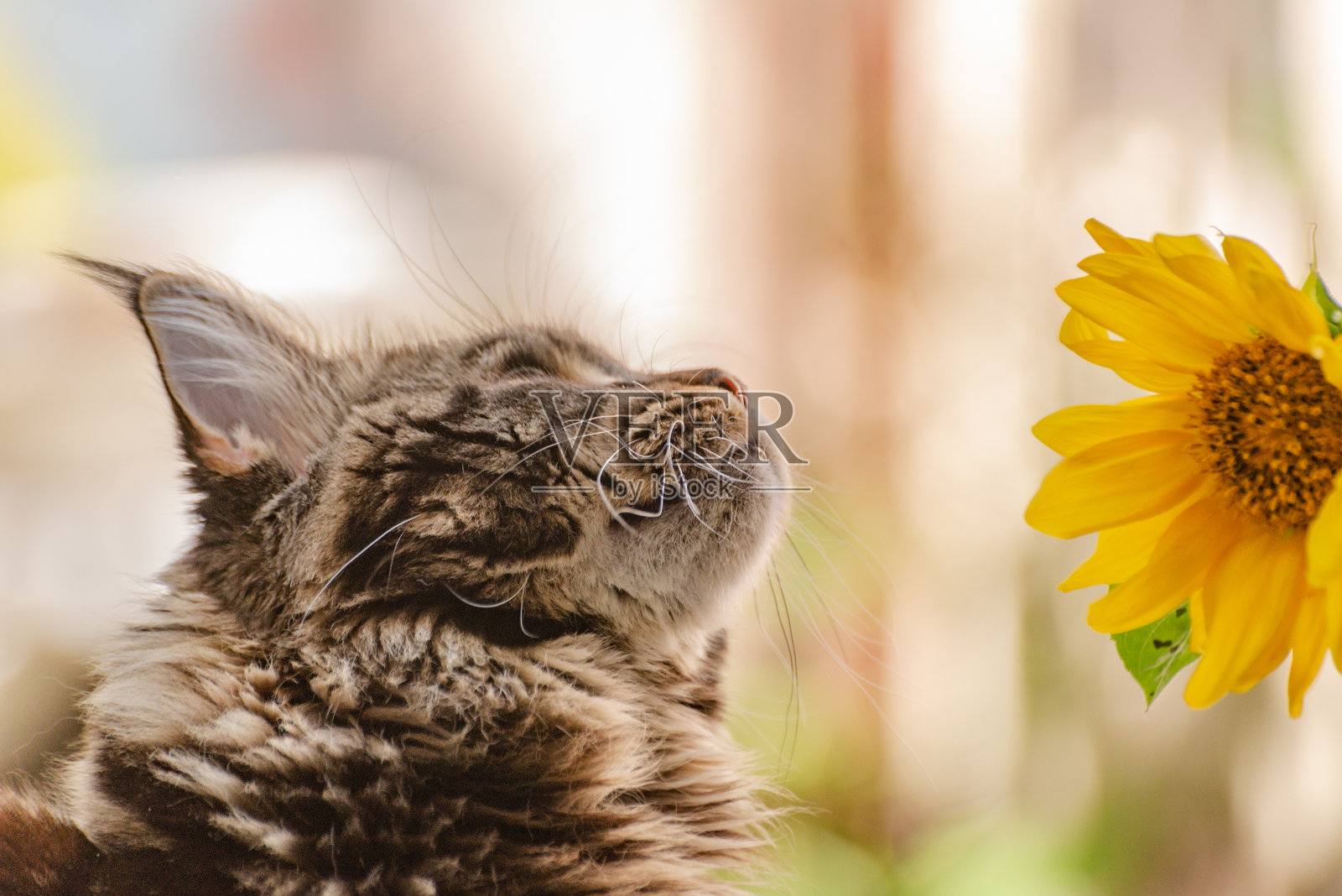 一只缅因猫的肖像，大理石色的向日葵照片摄影图片