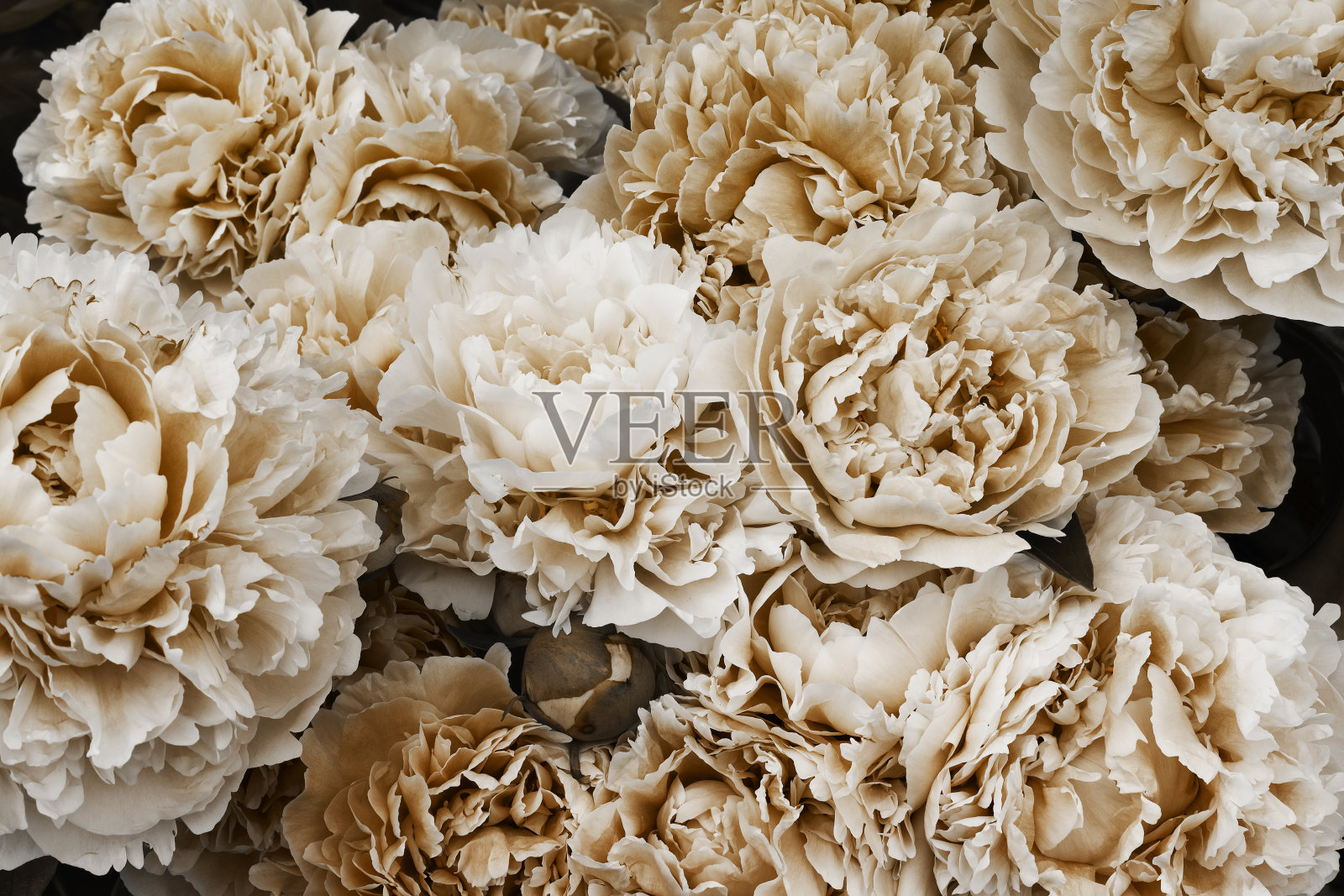 米色牡丹在黑暗的背景。最小的花卉和自然风格，选择性集中，节日贺卡。咖啡色调花朵，现代设计，波西米亚概念。照片摄影图片