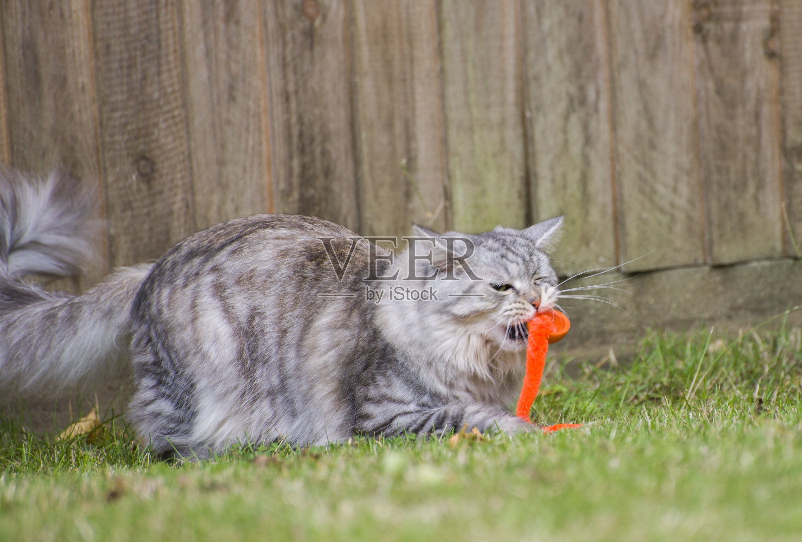 花园里的毛绒猫照片摄影图片