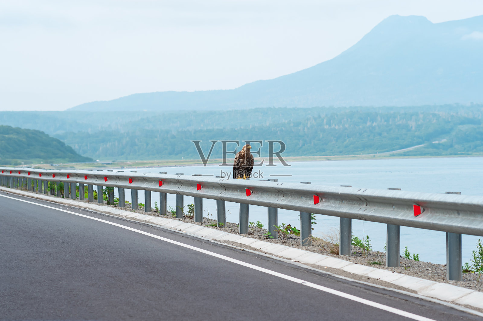 国后岛，一只灰色的海鹰坐在沿海高速公路边的交通屏障上，背景是雾蒙蒙的海湾照片摄影图片