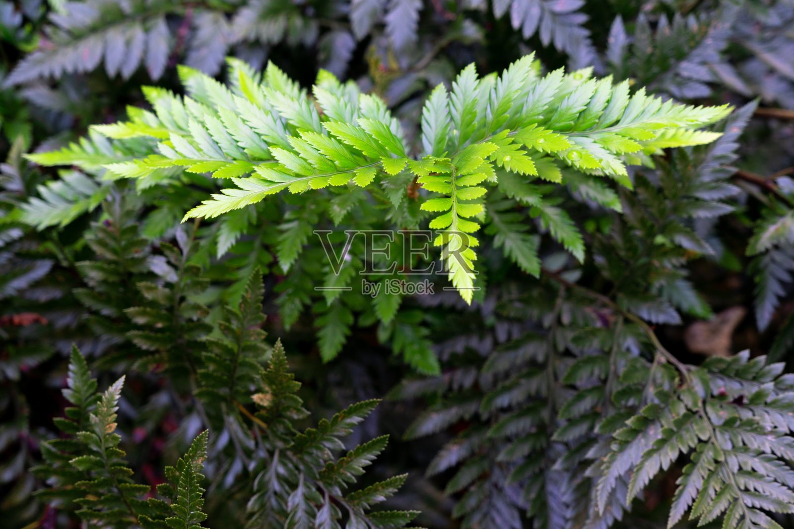 蕨类植物的叶子集中在一片嫩叶上照片摄影图片