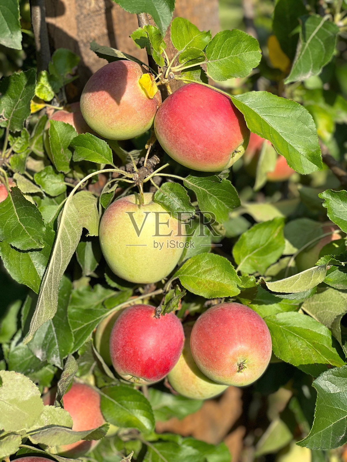 果园里树枝上的新鲜苹果。照片摄影图片