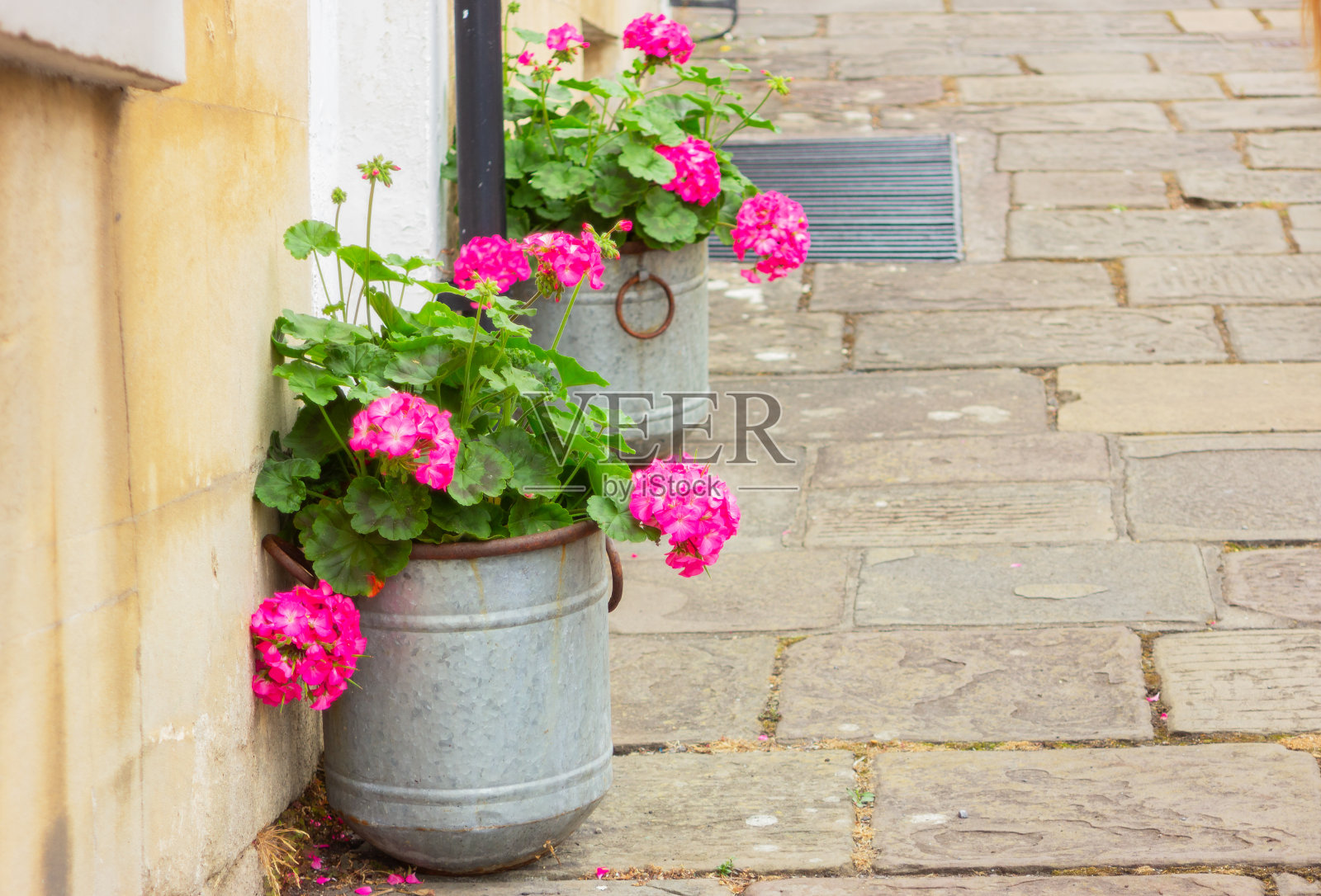 粉色天竺葵花在房子门口的花盆里，装饰城市街道照片摄影图片