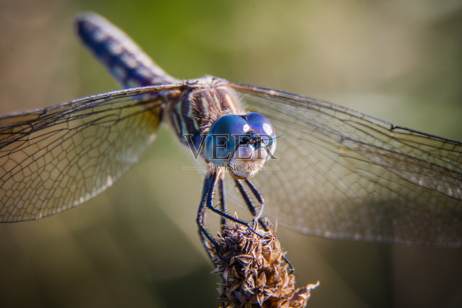 蜻蜓照片摄影图片
