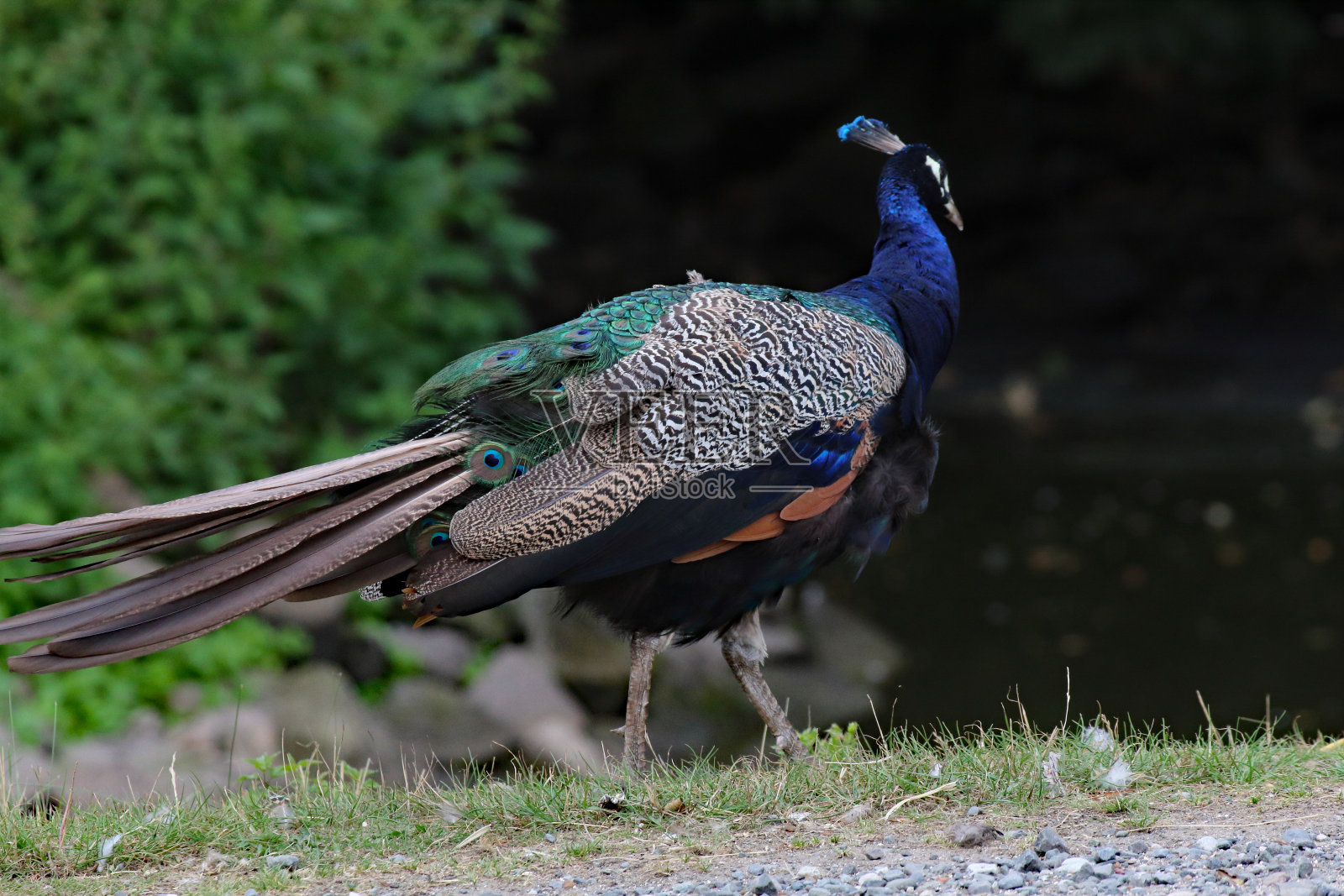 一只孔雀在农场的地面上行走照片摄影图片