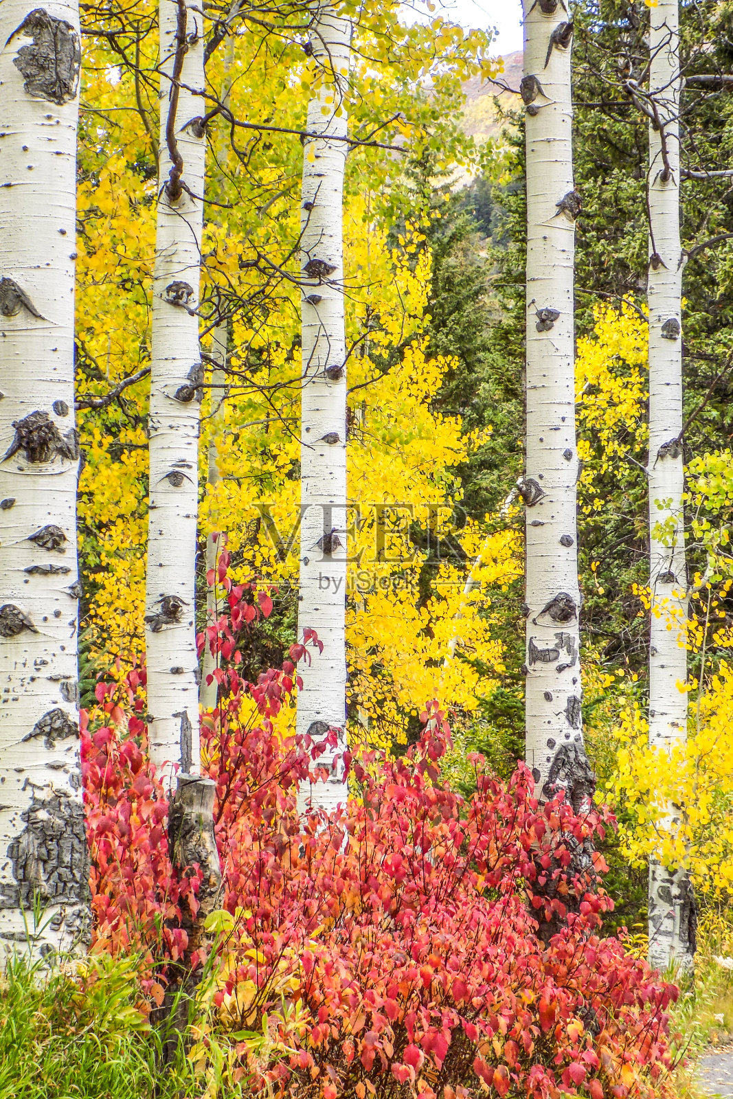 犹他州的秋天照片摄影图片