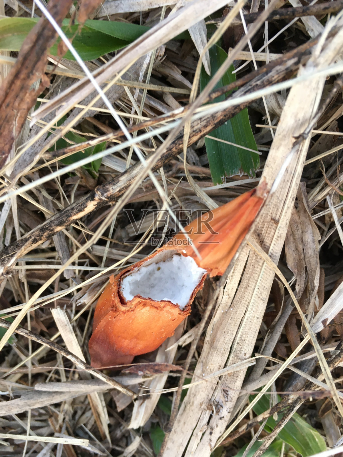 松子(Pinhao)照片摄影图片