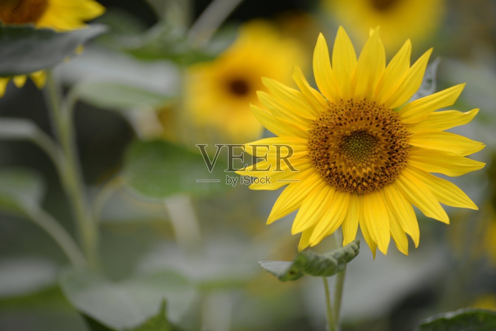 黄色向日葵花，向日葵花特写，向日葵花上绿色的背景，背景，背面，向日葵的绿色部分，向日葵的茎，向日葵的叶子照片摄影图片