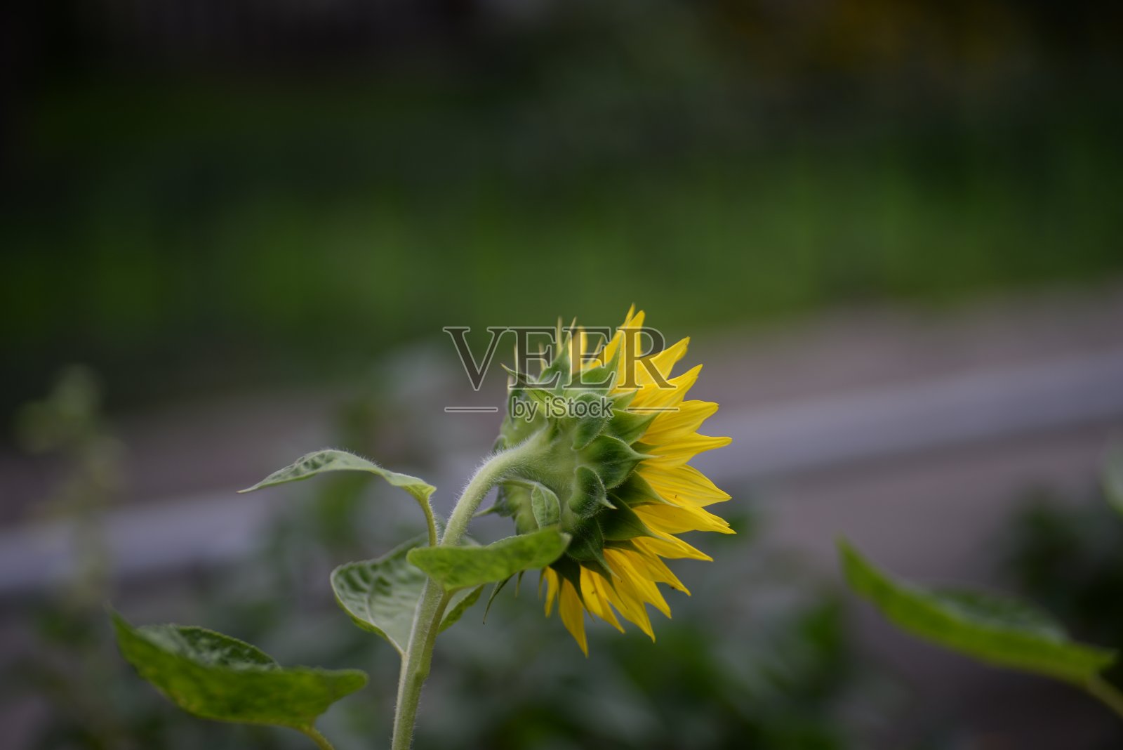 黄色向日葵花，向日葵花特写，向日葵花上绿色的背景，背景，背面，向日葵的绿色部分，向日葵的茎，向日葵的叶子照片摄影图片