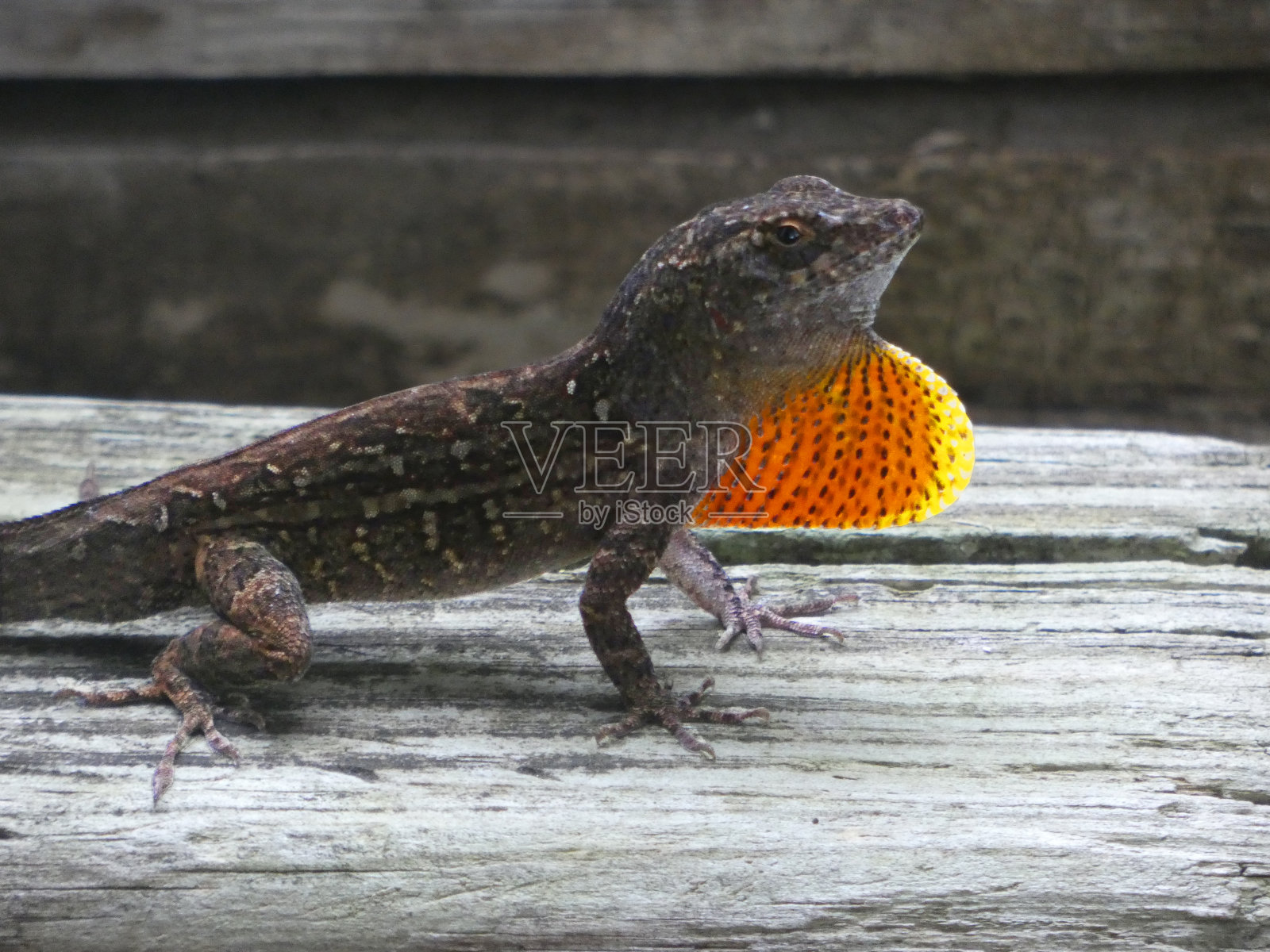 变色龙和1号垂鼻蜥蜴在栅栏上照片摄影图片